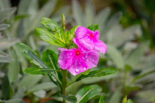 Fiorellini Fiori Fiore Crescione Beautyfull Fiori Rosa — Foto Stock