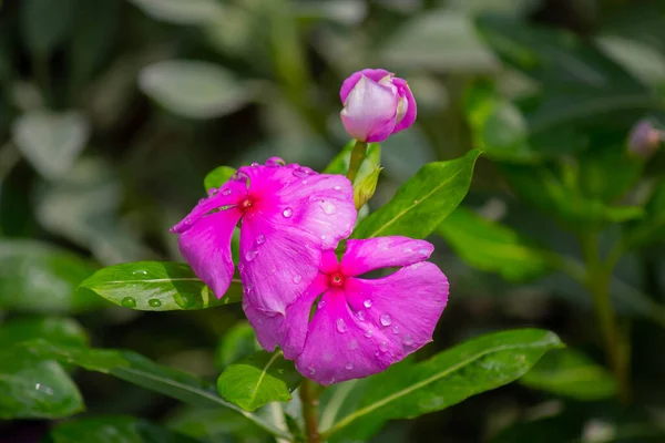 stock image bubles on flowers,beautyfull Watercress flower,pink flowers