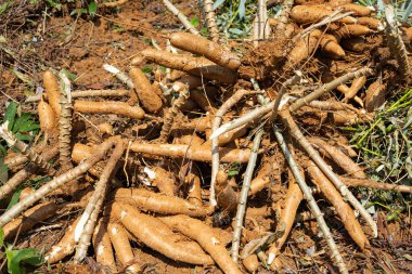 Kökleri ve sapları tropikal tarım arazilerindeki hasattan sonra toprakta kalan büyük bir manyok yığını. Kimyasal serbest organik tarım sürdürülebilir tarım, kırsal geçim kaynakları ve gıda mahsulü üretimini ön plana çıkarıyor