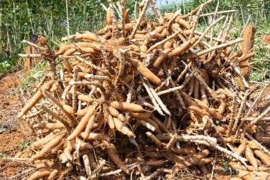 Kökleri ve dallarıyla toplanan Cassava bitkileri tropikal kırsal tarım arazilerindeki toprağa istiflenmiştir. Doğal kimyasal serbest tarım uygulamaları sürdürülebilir tarım, gıda güvenliği ve kök salmış geleneksel tarım sistemlerini destekler.