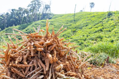 Sürdürülebilir kasava hasadı, tropikal tarım arazilerindeki topraklara kök salmış bitkileri gösteriyor. Doğal kimyasal serbest tarım yöntemleri çevre dostu tarım, kırsal gıda üretimi ve arazi korunmasını destekler