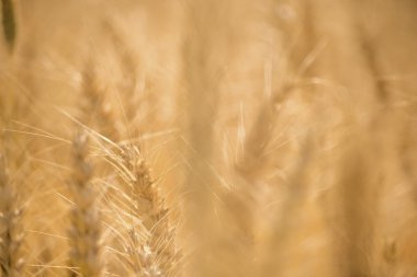 Altın buğday alan bulanıklık