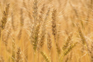 Altın buğday tarlası