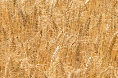 Altın buğday tarlası