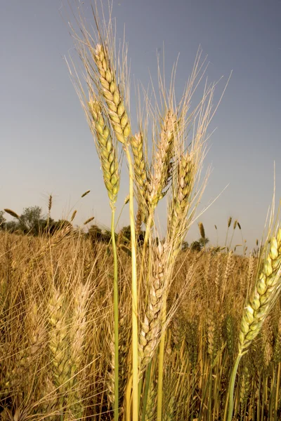 Altın buğday tarlası — Stok fotoğraf