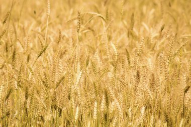 Altın buğday tarlası