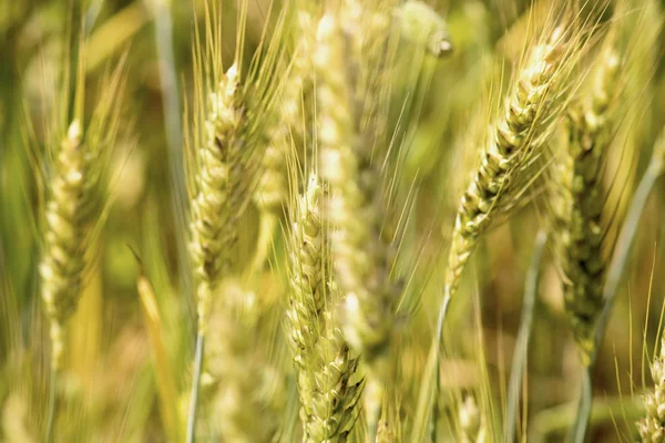 Green wheat field