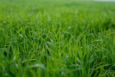 Toprakta yetişen genç buğday bitkileri inanılmaz güzel yeşil buğday tarlaları ufuk çizgisine kadar uzanıyor..