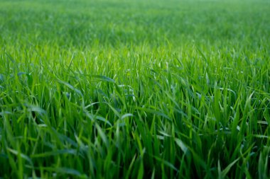 Toprakta yetişen genç buğday bitkileri inanılmaz güzel yeşil buğday tarlaları ufuk çizgisine kadar uzanıyor..