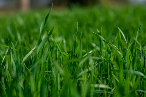 Plantas Trigo Jovens Crescendo Solo Surpreendentemente Belos Campos Intermináveis Grama — Fotografia de Stock