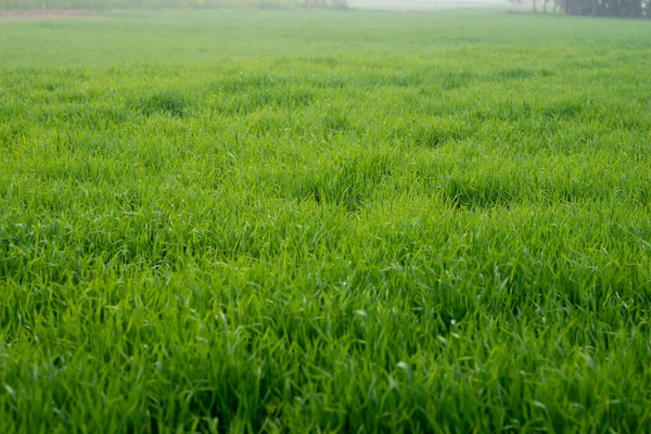 Fiatal Búzanövények Nőnek Földön Elképesztően Gyönyörű Végtelen Zöld Búzafű Mezők — Stock Fotó