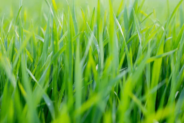 Jóvenes Plantas Trigo Que Crecen Suelo Increíblemente Hermosos Campos Interminables —  Fotos de Stock