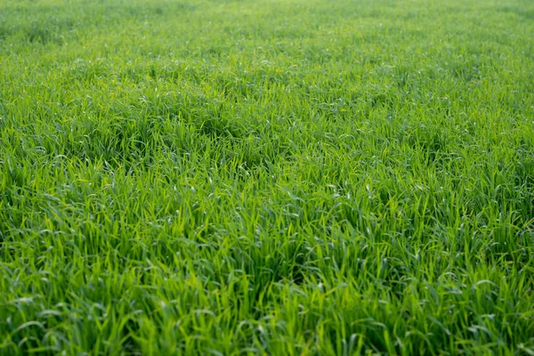 Jóvenes Plantas Trigo Que Crecen Suelo Increíblemente Hermosos Campos Interminables —  Fotos de Stock