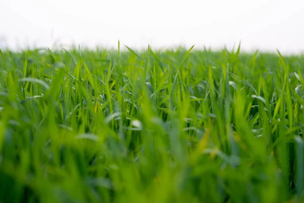 Jóvenes Plantas Trigo Que Crecen Suelo Increíblemente Hermosos Campos Interminables —  Fotos de Stock