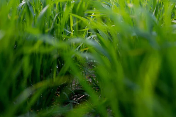 Jóvenes Plantas Trigo Que Crecen Suelo Increíblemente Hermosos Campos Interminables —  Fotos de Stock