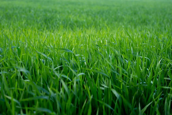 Jóvenes Plantas Trigo Que Crecen Suelo Increíblemente Hermosos Campos Interminables — Foto de Stock