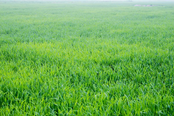 Jóvenes Plantas Trigo Que Crecen Suelo Increíblemente Hermosos Campos Interminables — Foto de Stock