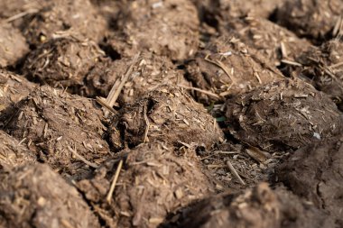 İnek gübresi ve ekmekler doğal yakıt olarak kurutuldu..