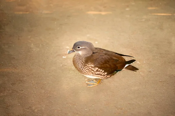 Belle Femelle Mandarin Canard Faisant Pose Dans Jardin — Photo