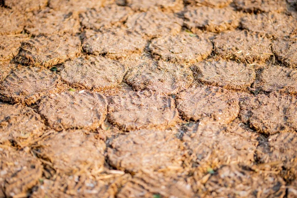 Cow Dung Cakes Breads Dried Use Natural Fuel — Stock Photo, Image