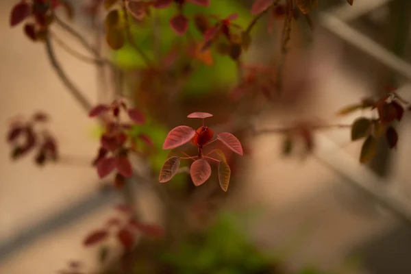 Červené Listy Rostlina Domácí Zahradě — Stock fotografie