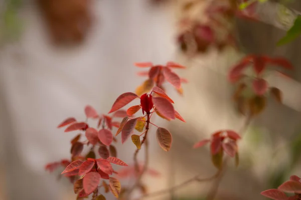 Červené Listy Rostlina Domácí Zahradě — Stock fotografie