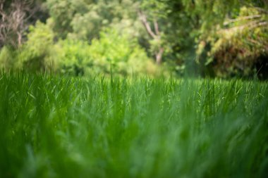 Tarlada yeşil pirinç bitkileri