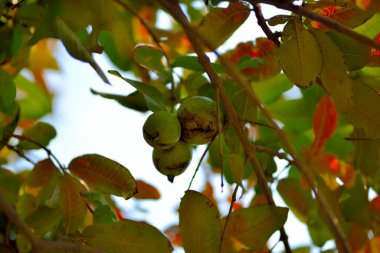 Guava meyve ağacı organik bir tropikal bahçede taze ve sağlıklı guava meyvesi guava çiftliğinde..
