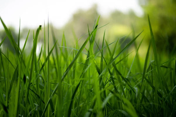 Zöld Rizs Növények Mezőn — Stock Fotó
