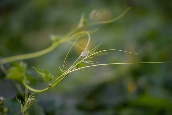 의정원에 포도나무 줄기가 호박푸른 — 스톡 사진