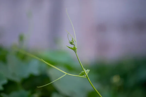 Feuilles Citrouille Vert Avec Tige Vigne Poilue Dans Jardin Maison — Photo