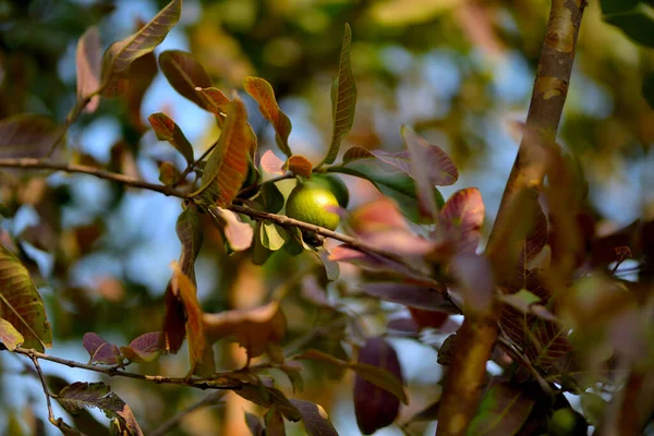 Kvajávový Ovocný Strom Organické Tropické Zahradě Čerstvé Zdravé Guava Syrové — Stock fotografie