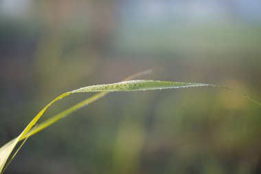 Mavi gökyüzü arkaplanında şeker kamışı yaprakları.
