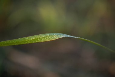 Mavi gökyüzü arkaplanında şeker kamışı yaprakları.
