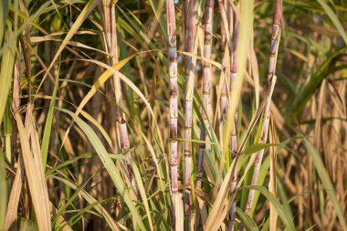 Şeker kamışı hasat mevsimi, şeker kamışı mahsulü hasat zamanı.
