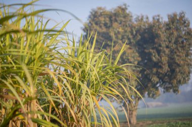 Şeker kamışı hasat mevsimi, şeker kamışı mahsulü hasat zamanı.