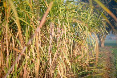 Şeker kamışı hasat mevsimi, şeker kamışı mahsulü hasat zamanı.