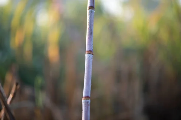 Sugarcane Isolated Blurry Background — Stock Photo, Image