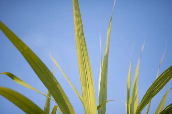 Zuckerrohrblätter Blauen Himmel Hintergrund — Stockfoto