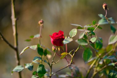 Renkli güzel narin kırmızı gül bahçede, güzel kırmızı güller bahçesinde