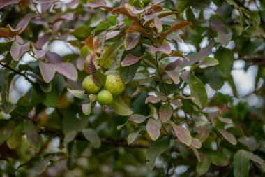 Guava meyve ağacı organik bir tropikal bahçede taze ve sağlıklı guava meyvesi guava çiftliğinde..