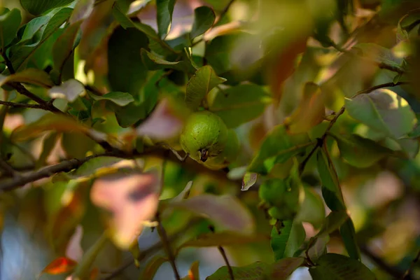 Guava Fruktträd Ekologisk Tropisk Trädgård Färsk Och Hälsosam Guava Frukt — Stockfoto
