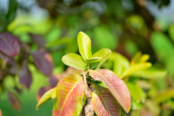 Guava Blad Trädet Ekologisk Tropisk Trädgård — Stockfoto