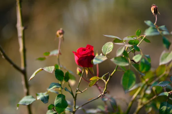 Renkli Güzel Narin Kırmızı Gül Bahçede Güzel Kırmızı Güller Bahçesinde — Stok fotoğraf