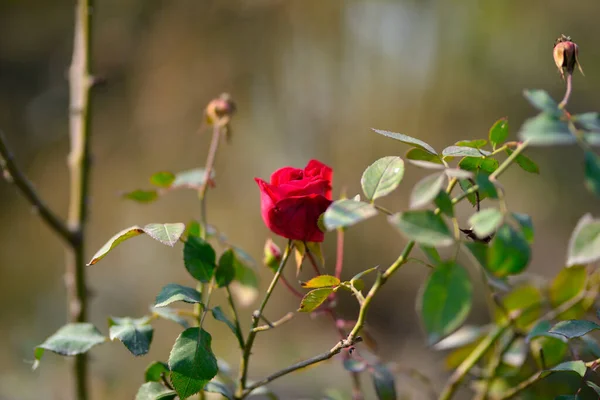 Színes Gyönyörű Finom Vörös Rózsa Kertben Gyönyörű Vörös Rózsa Kert — Stock Fotó