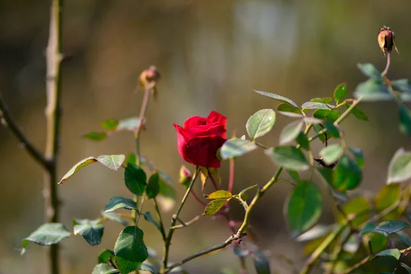Színes Gyönyörű Finom Vörös Rózsa Kertben Gyönyörű Vörös Rózsa Kert — Stock Fotó