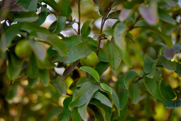 Guaven Obstbaum Einem Tropischen Bio Garten Frische Und Gesunde Guaven — Stockfoto