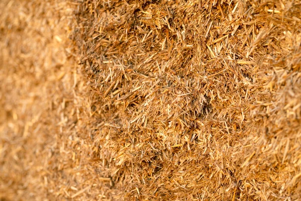 Dry Straw Agriculture Background Dry Straw Texture Background — Stock Photo, Image