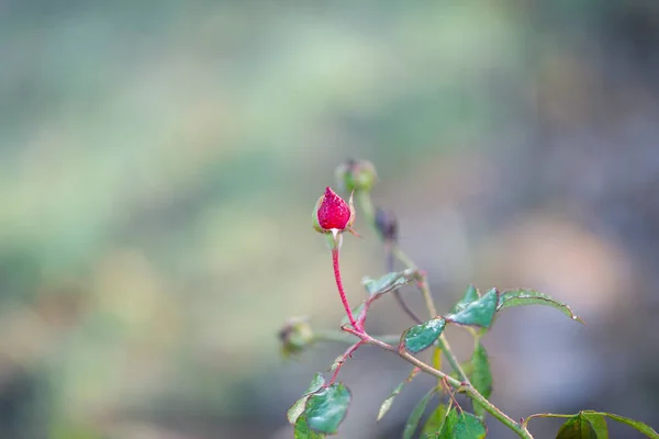 Közelkép Egy Rózsabimbó Kertben Vörös Rózsa Bud Evezés Egy Bokor — Stock Fotó