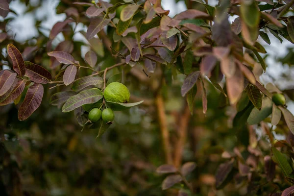 Kvajávový Ovocný Strom Organické Tropické Zahradě Čerstvé Zdravé Guava Syrové — Stock fotografie